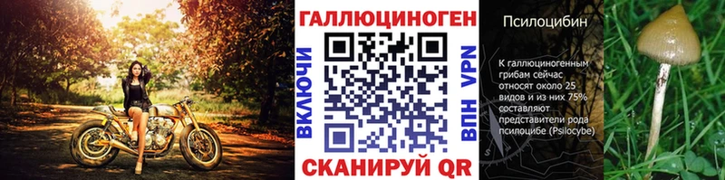 где продают наркотики  Пустошка  Псилоцибиновые грибы Psilocybe 